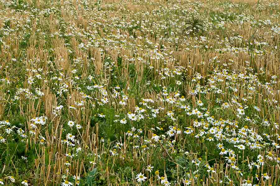 mayweeds